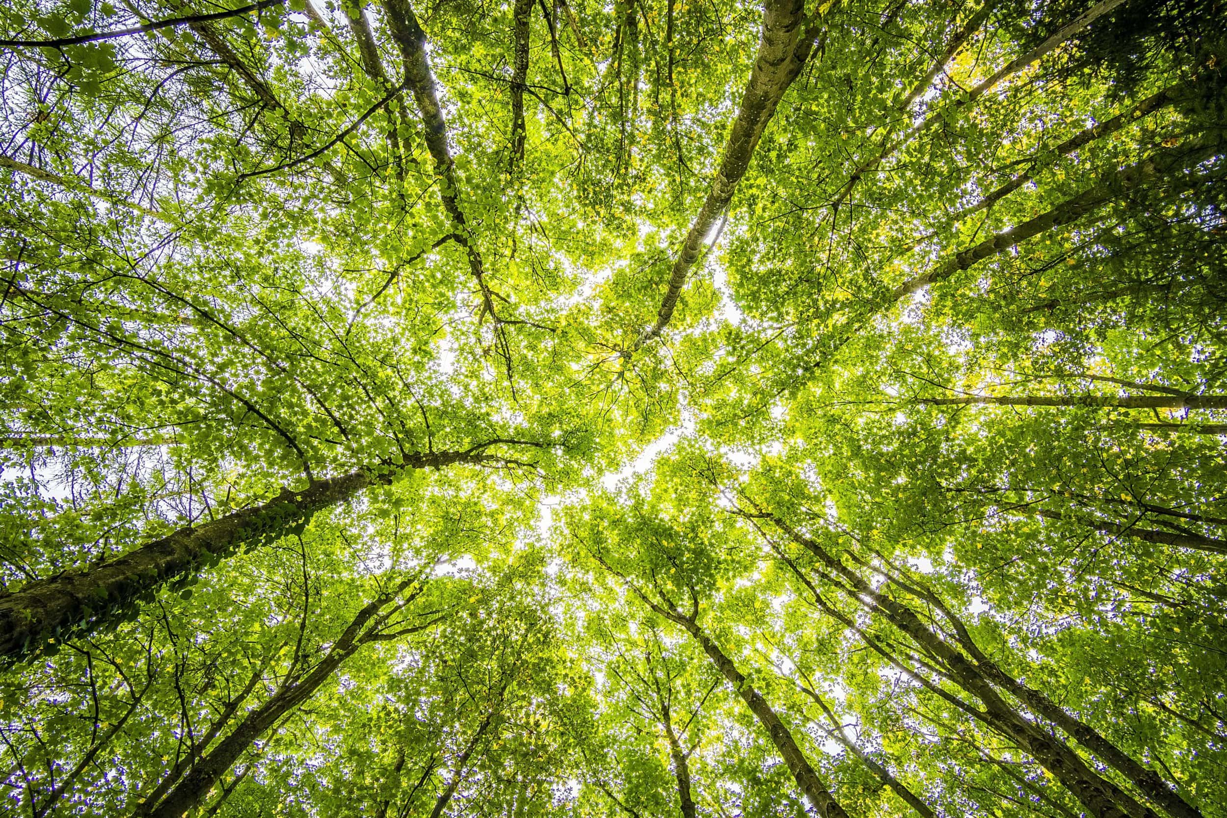 Wagner & Company heeft 800 bomen gepland in Engeland!